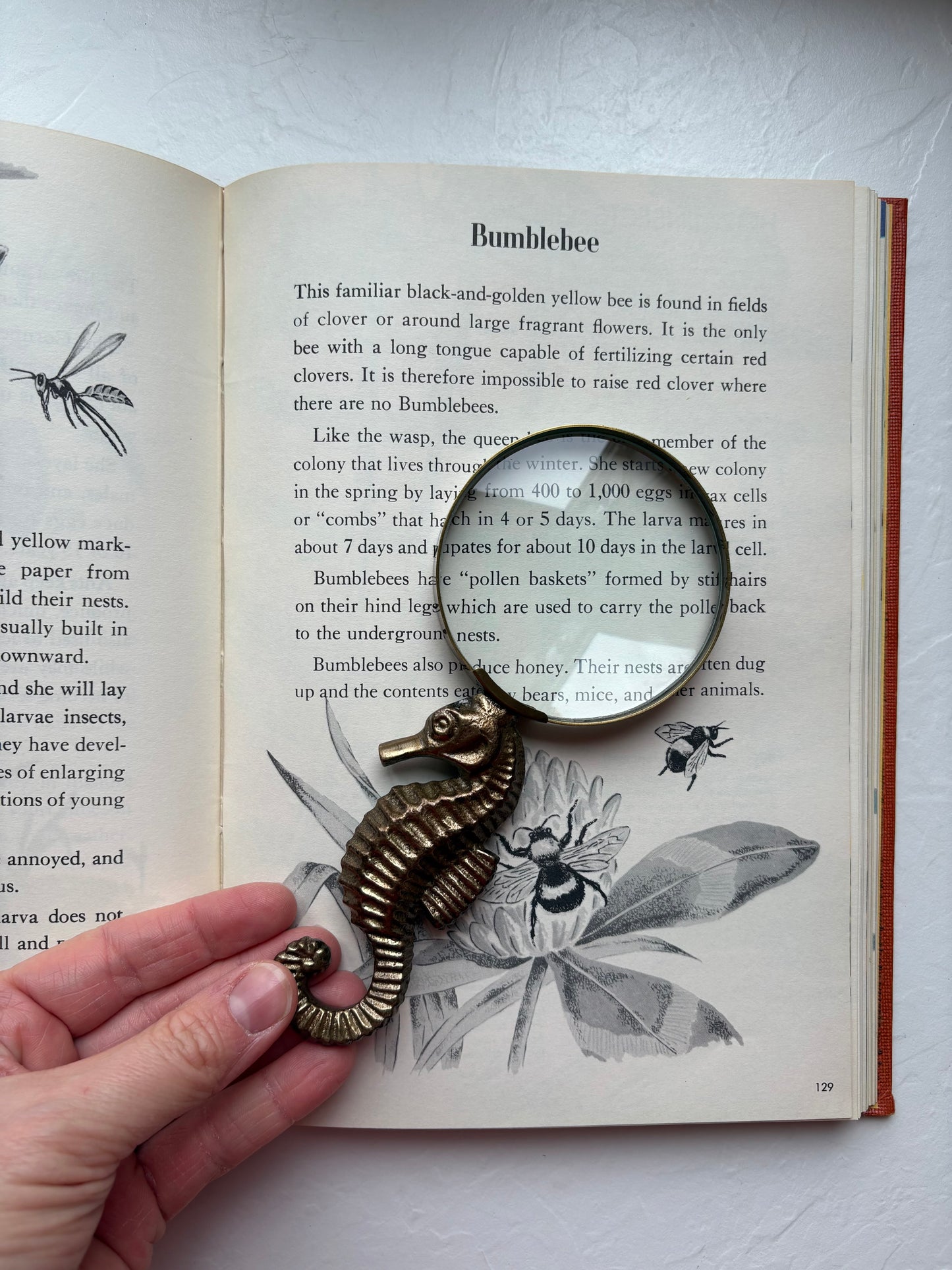 Brass Seahorse Magnifying Glass