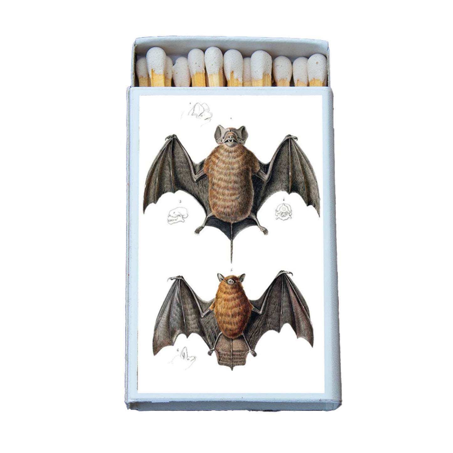 Matches • Bat Molossus