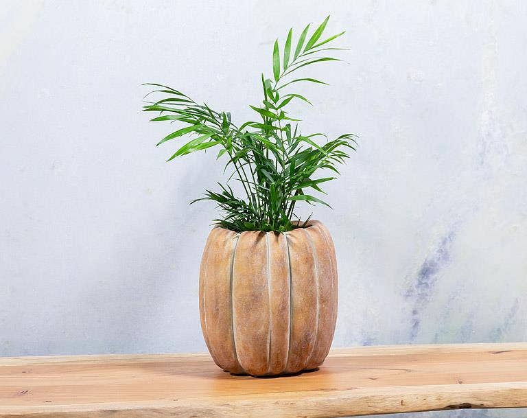 Cement Pumpkin Planter: Small Low
