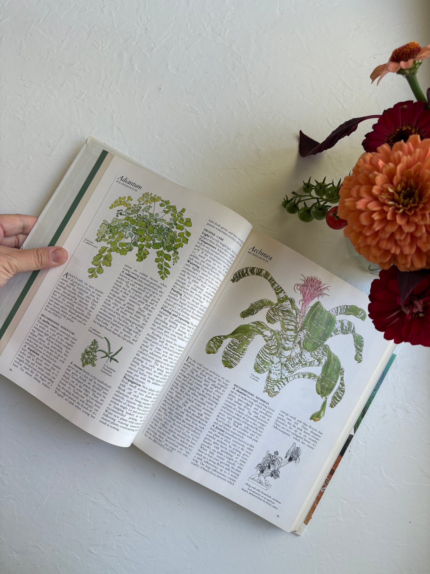 Success with Houseplants vintage book