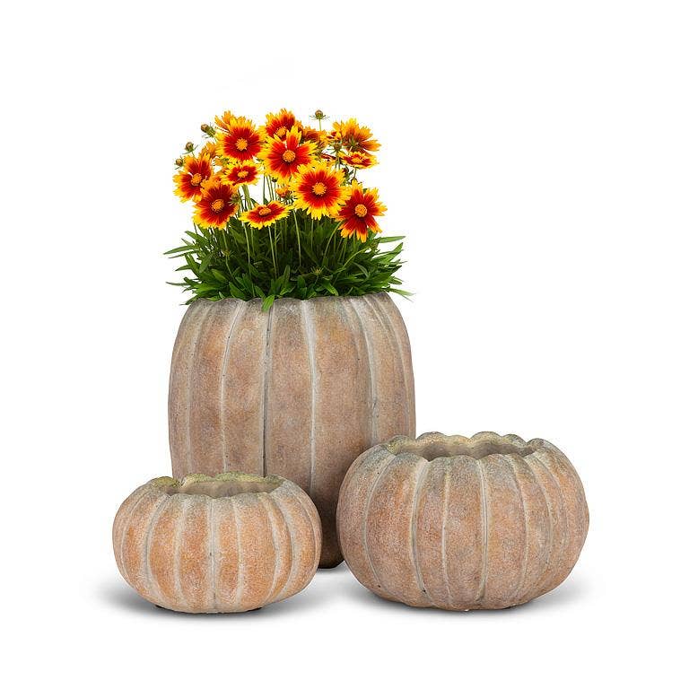 Cement Pumpkin Planter: Small Low