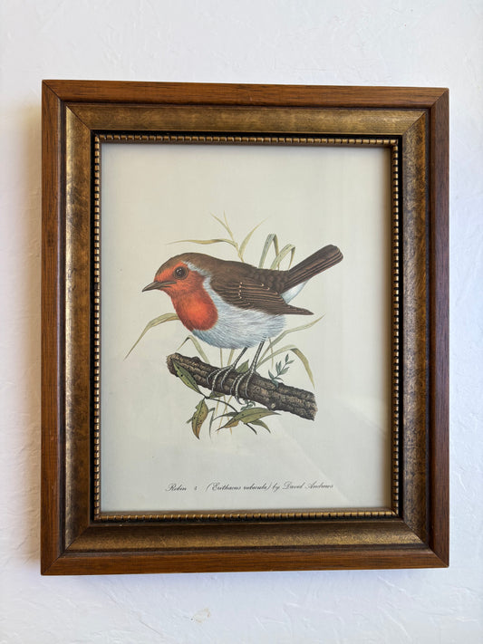 Framed Robin Print by David Andrews