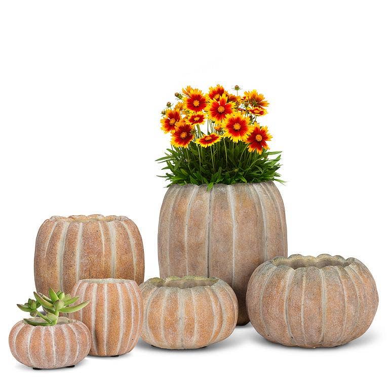 Cement Pumpkin Planter: Small Low
