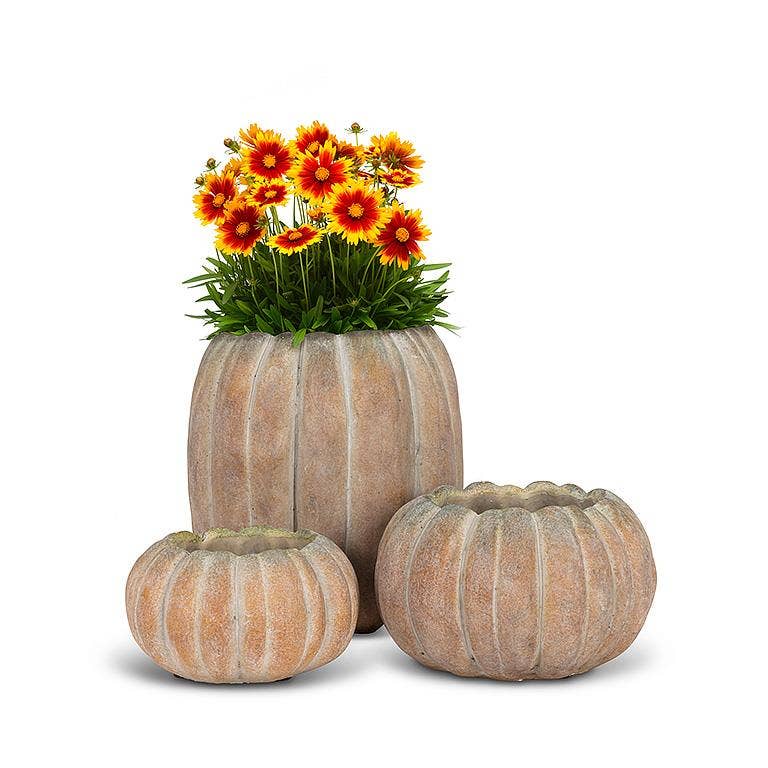 Cement Pumpkin Planter: Small Low