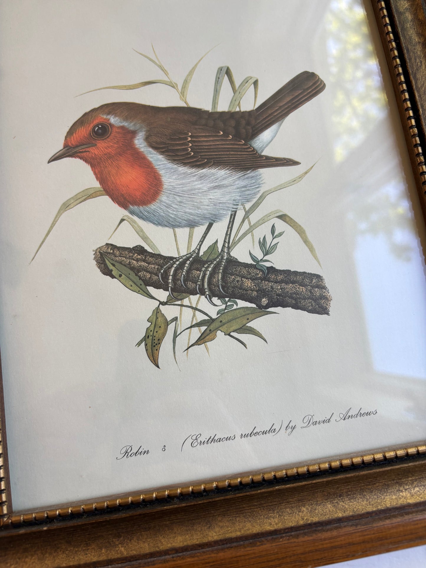 Framed Robin Print by David Andrews