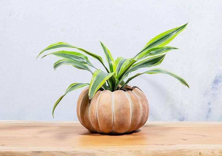 Cement Pumpkin Planter: Small Low