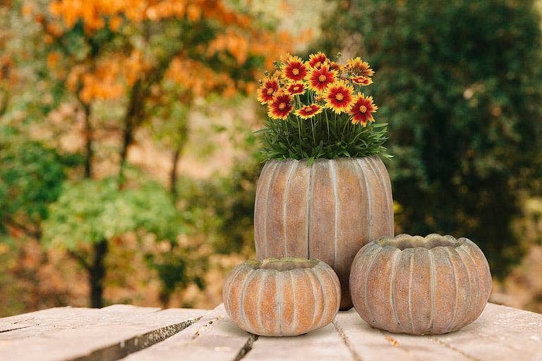 Cement Pumpkin Planter: Small Low